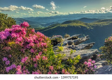 Linville Gorge Wilderness in Spring Rhododendron and Azalea bloom in Western North Carolina in the Pisgah Forest of the Blue Ridge Mountains