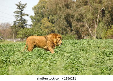 Lion