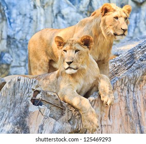 Lion - Powered by Shutterstock