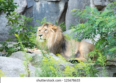 Lion