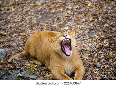 Lion