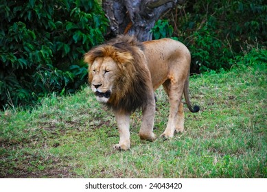 the lion