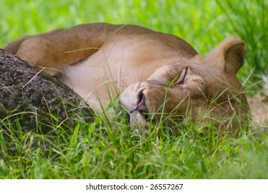 lion