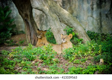 lion