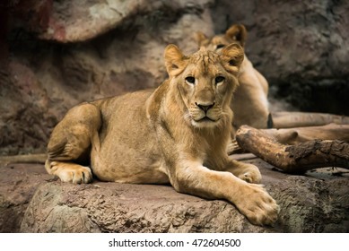 Lion