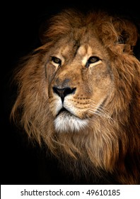 ライオン 正面 Hd Stock Images Shutterstock