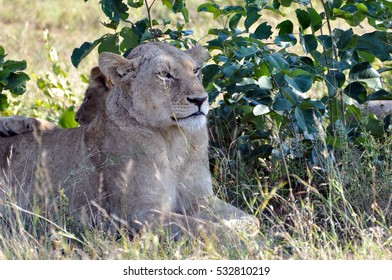 lion