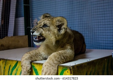 Lion