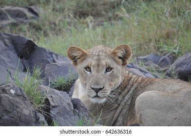 Lion 