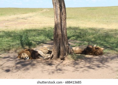 lion