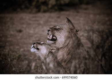 Lion 