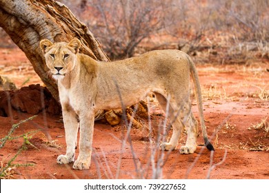 Lion