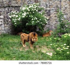 Lion
