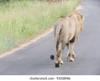 Lion.