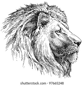 Easy Lion Head Side View Drawing ~ Pict Art