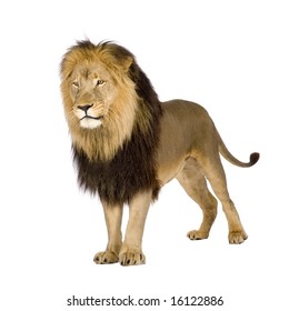 ライオン 正面 Hd Stock Images Shutterstock