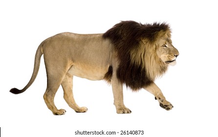 123,519 Lion white background Images, Stock Photos & Vectors | Shutterstock