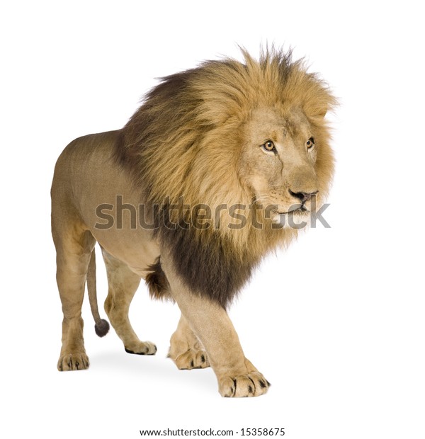 Lion 4 Half Years Panthera Leo Stock Photo (Edit Now) 15358675