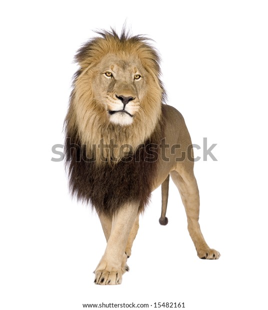 Lion 4 Half Years Panthera Leo Stock Photo (Edit Now) 15482161