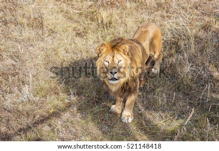 Similar – Image, Stock Photo lion in Masai Mara Kenya