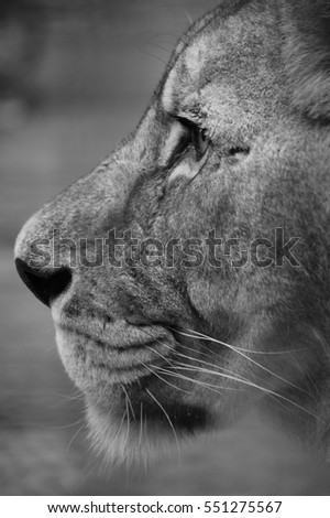 Similar – Image, Stock Photo Dreaming Lion Lioness