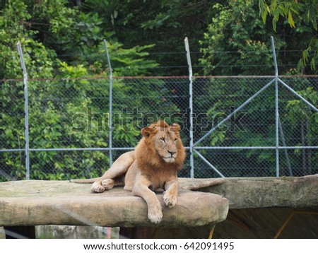 Lion