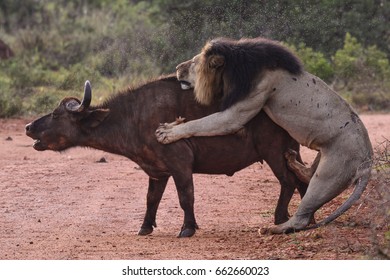 Lion Attacking A Buffalo 