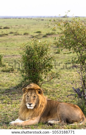 Similar – Image, Stock Photo lion in Masai Mara Kenya