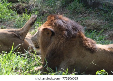 Lion In Bannerghatta National Park