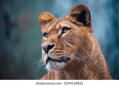 The lion of Berber predator face nad dangerous sight, the best photo - Shutterstock ID 2294128831