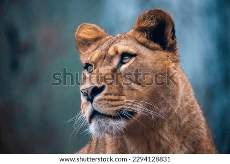 The lion of Berber predator face nad dangerous sight, the best photo