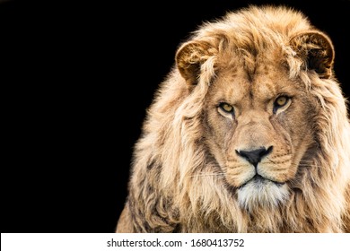 Lion With A Black Background