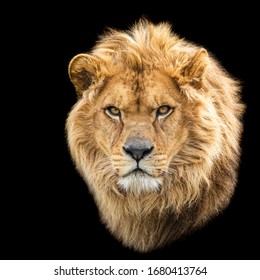 Lion With A Black Background