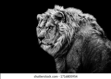 Lion with a black Background in B&W