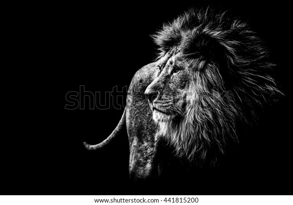lion in black and\
white