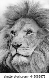 Lion Black And White Head Shot