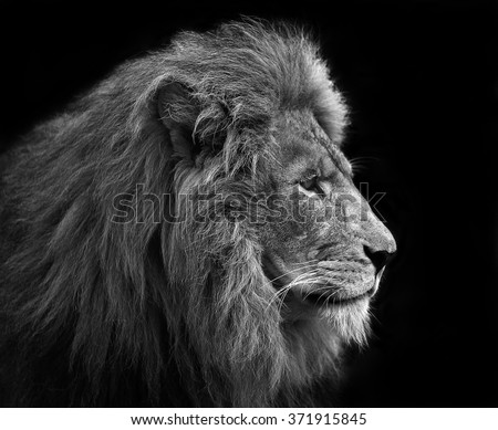 Lion, Black and white head shot of an adult Lion . 