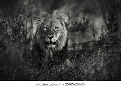 Lion, black and white photography. Old mane lion lying in the gras, Okavango delta, November in Botswana. Close-up detail portrait of big cat. - Powered by Shutterstock