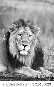 Lion Noir Et Blanc High Res Stock Images Shutterstock