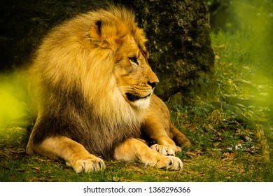 Lion In Bronx Zoo