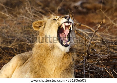 A lion in the bush of South Africa opens her mouth with a yawn