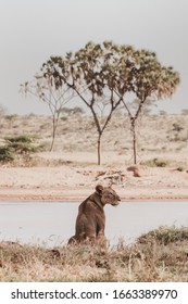 Lion By The River, Samburu Kenya