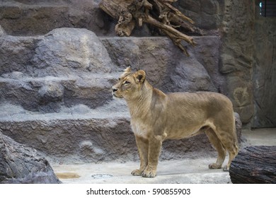 A Lion In A Cage At The Zoo, An Indoor Aviary