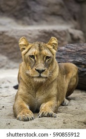 A Lion In A Cage At The Zoo, An Indoor Aviary