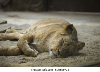 A Lion In A Cage At The Zoo, An Indoor Aviary