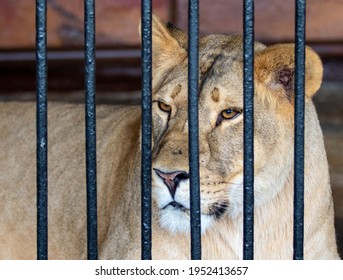 3,993 Caged lion Images, Stock Photos & Vectors | Shutterstock