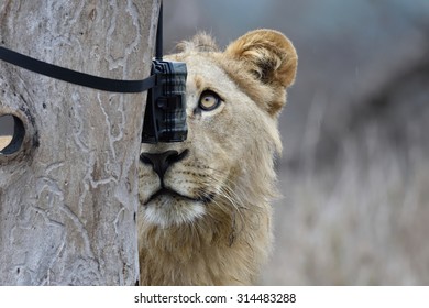 Lion And Camera Trap