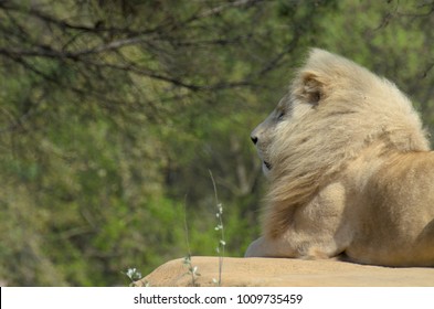 Lion - captivity