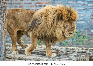 A lion in captivity
