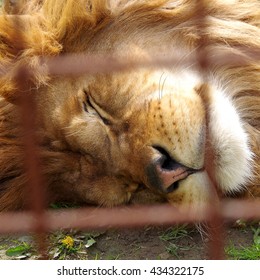 Lion In Captivity, Resting And Sleeping Sweet